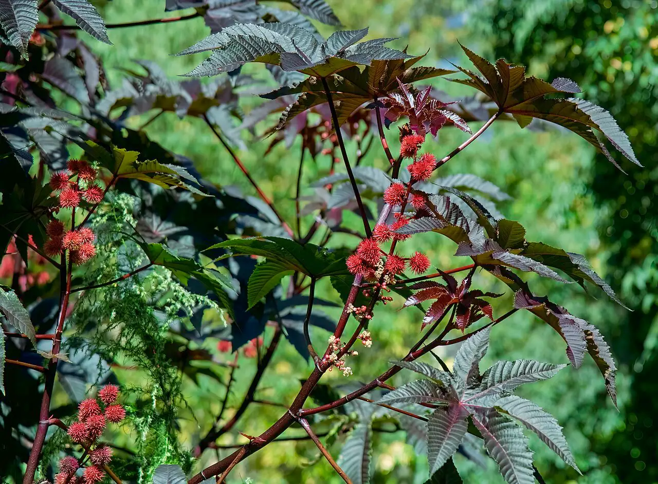 蓖麻 (Ricinus communis) — 主图