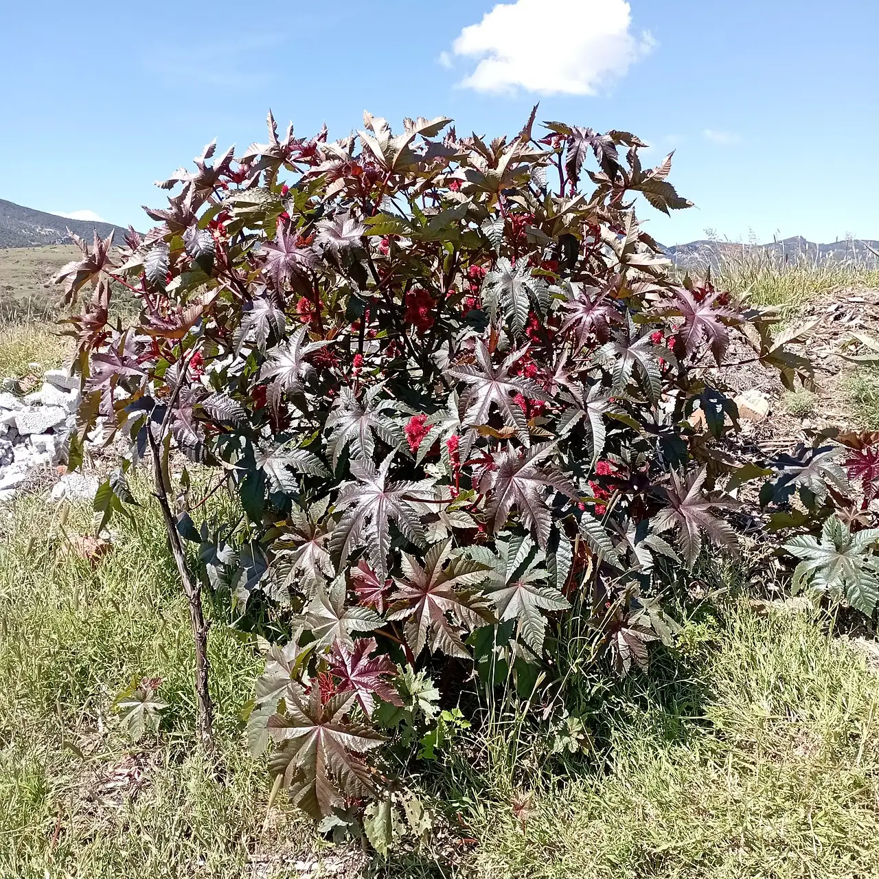 蓖麻 (Ricinus communis) — 更多视角