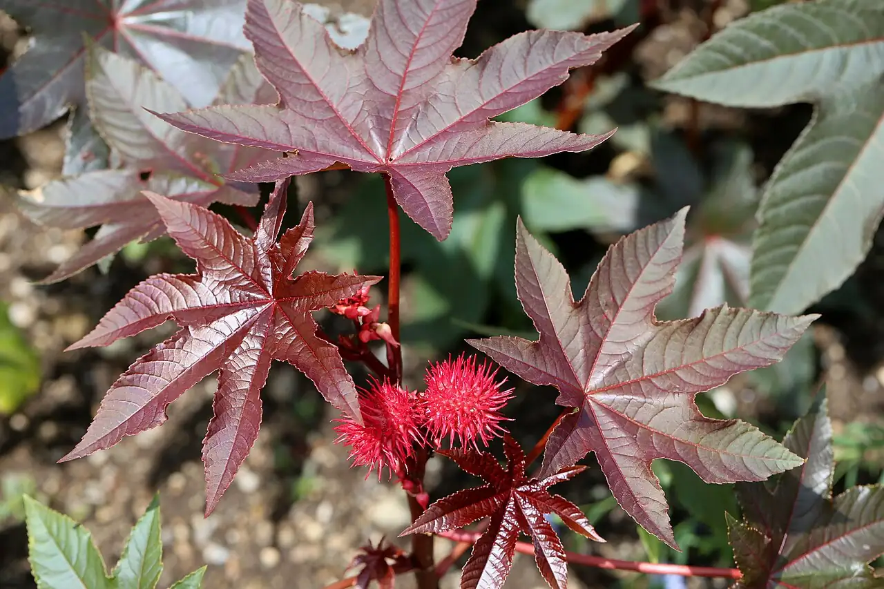 蓖麻 (Ricinus communis) — 细节