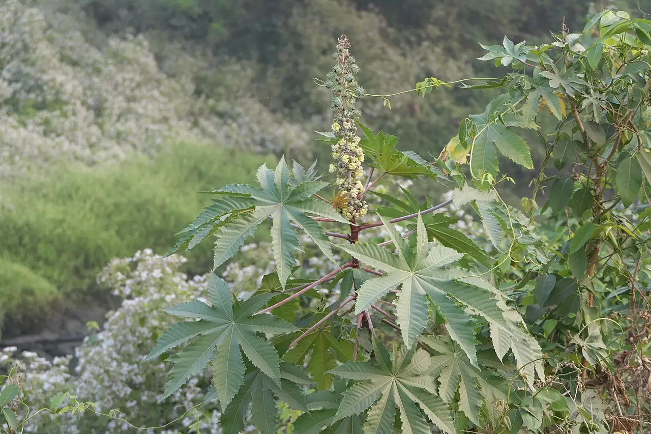 蓖麻 (Ricinus communis) — 环境展示