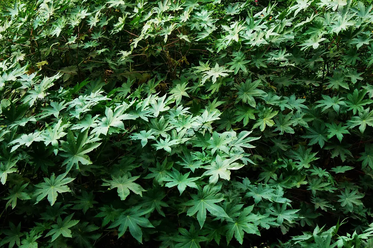 蓖麻 (Ricinus communis) — 特写