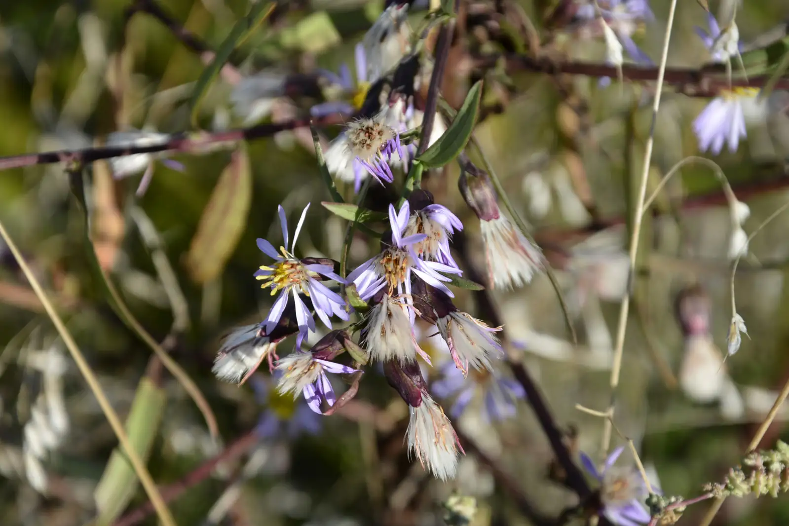碱菀 (Tripolium vulgare) — 更多视角