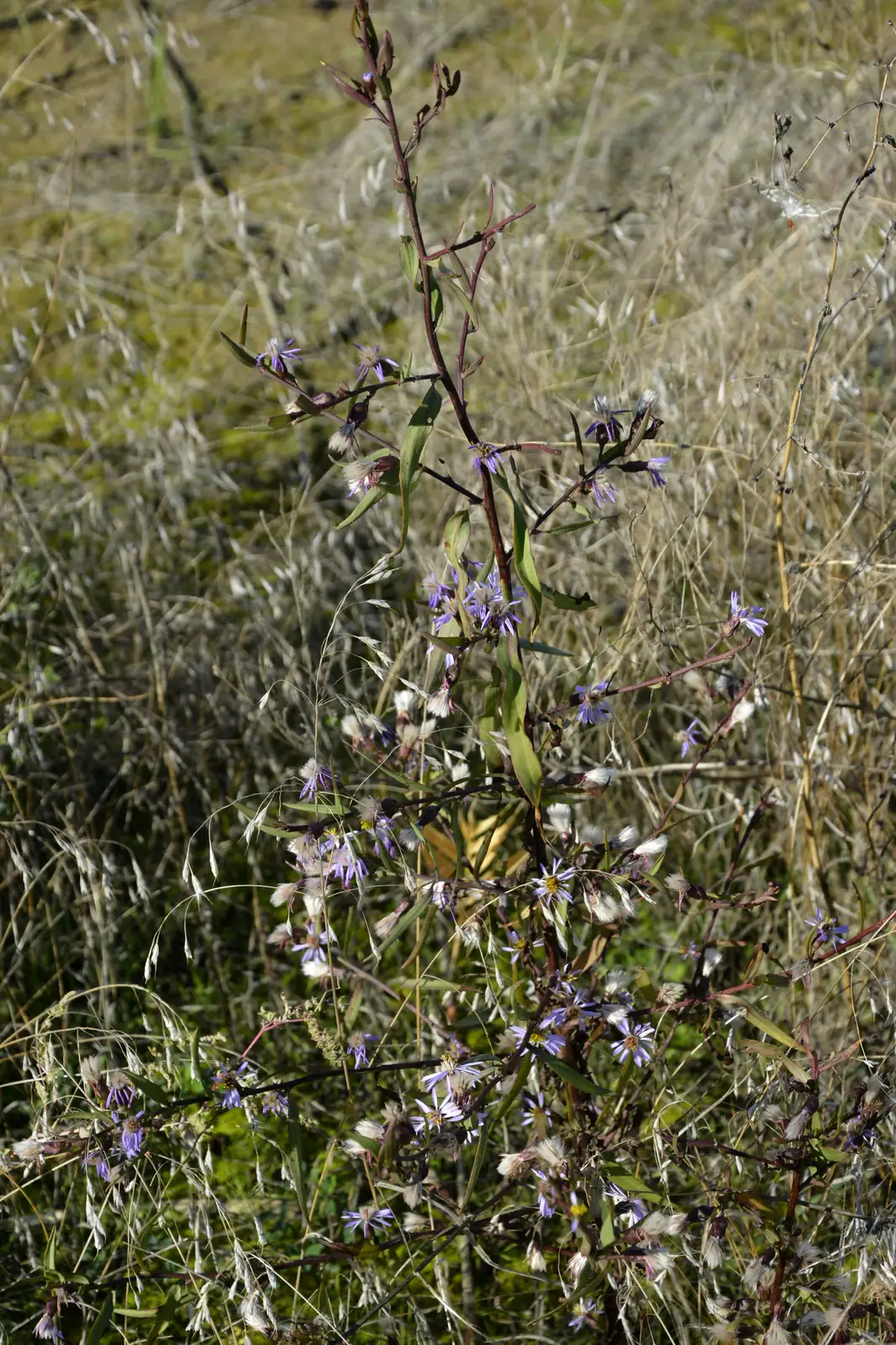 碱菀 (Tripolium vulgare) — 更多视角