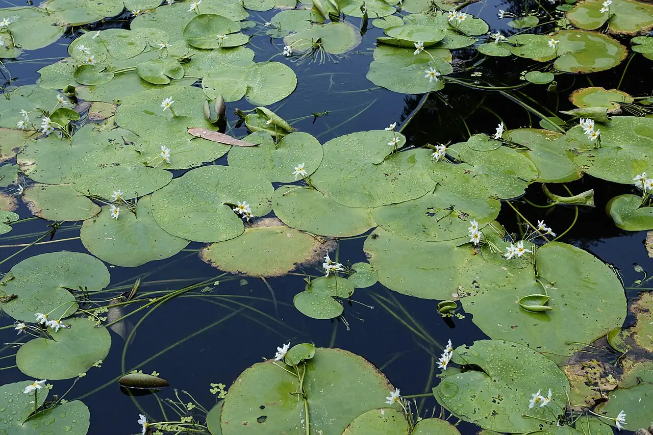 金银莲花 (Nymphoides indica) — 特写