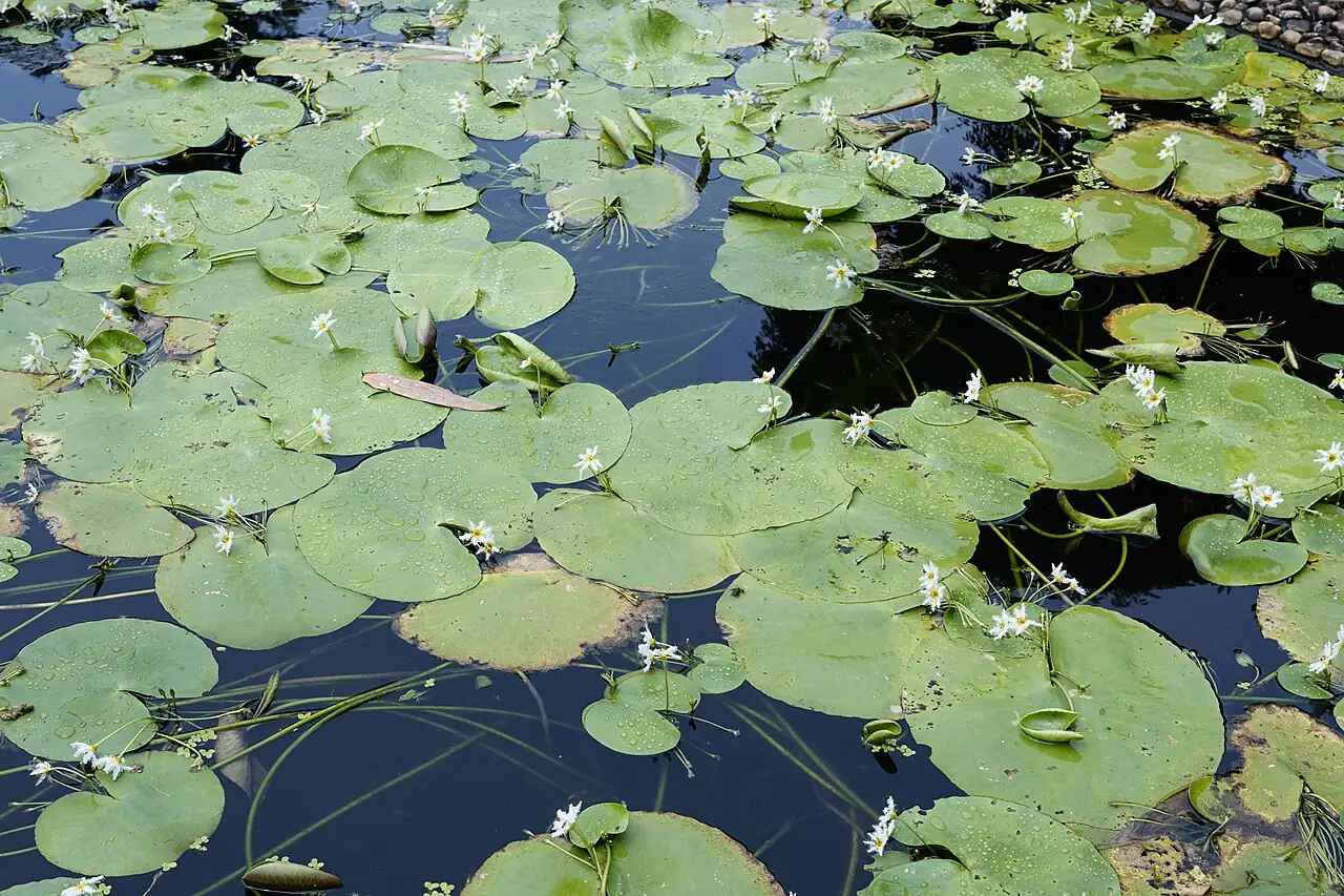 金银莲花 (Nymphoides indica) — 环境展示