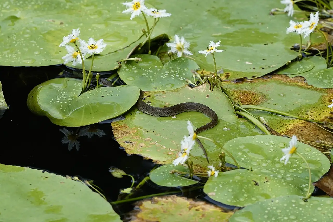 金银莲花 (Nymphoides indica) — 更多视角