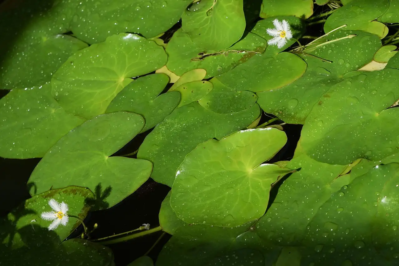 金银莲花 (Nymphoides indica) — 更多视角