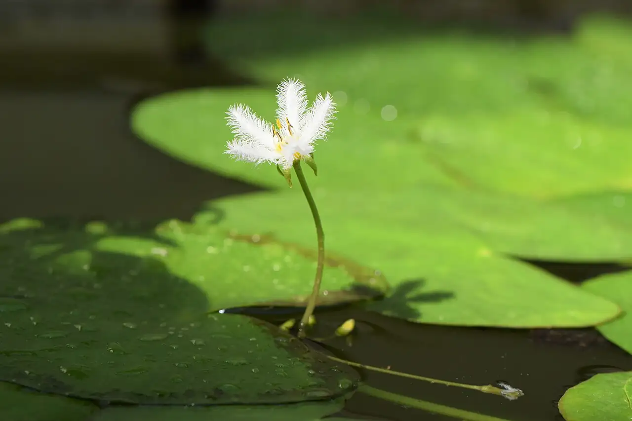 金银莲花 (Nymphoides indica) — 更多视角