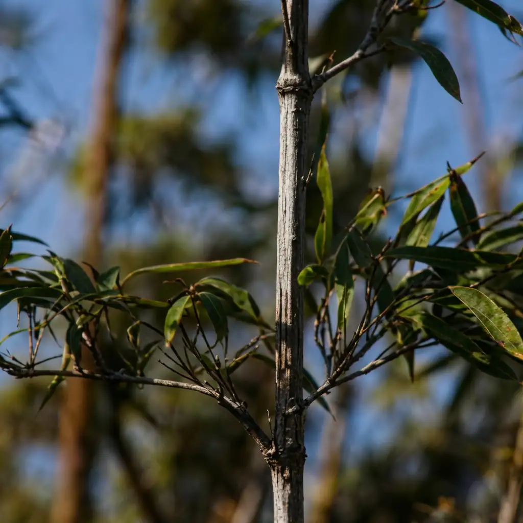 紫竹 (Phyllostachys nigra) — 细节