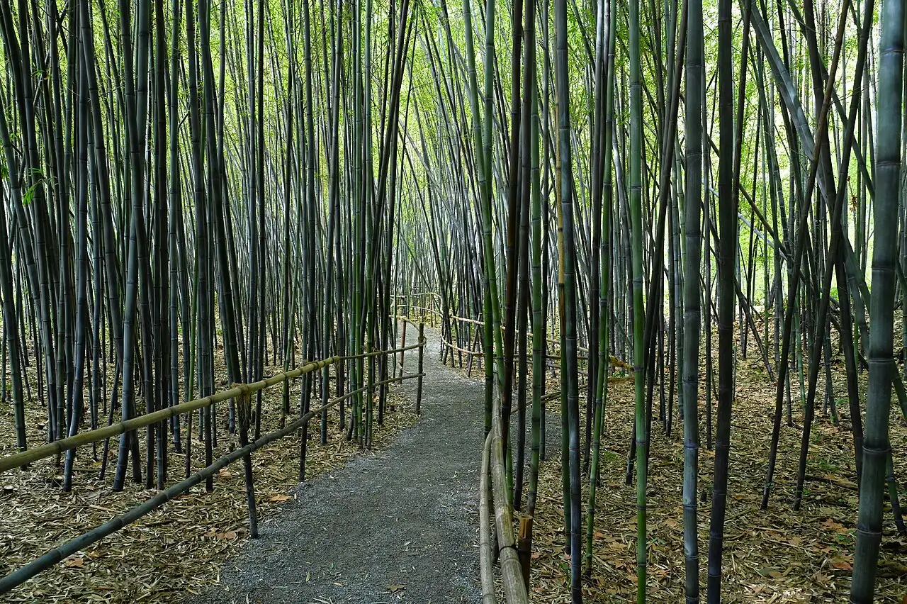紫竹 (Phyllostachys nigra) — 特写