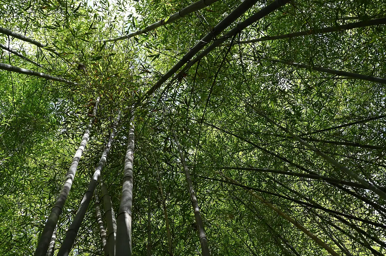 紫竹 (Phyllostachys nigra) — 环境展示