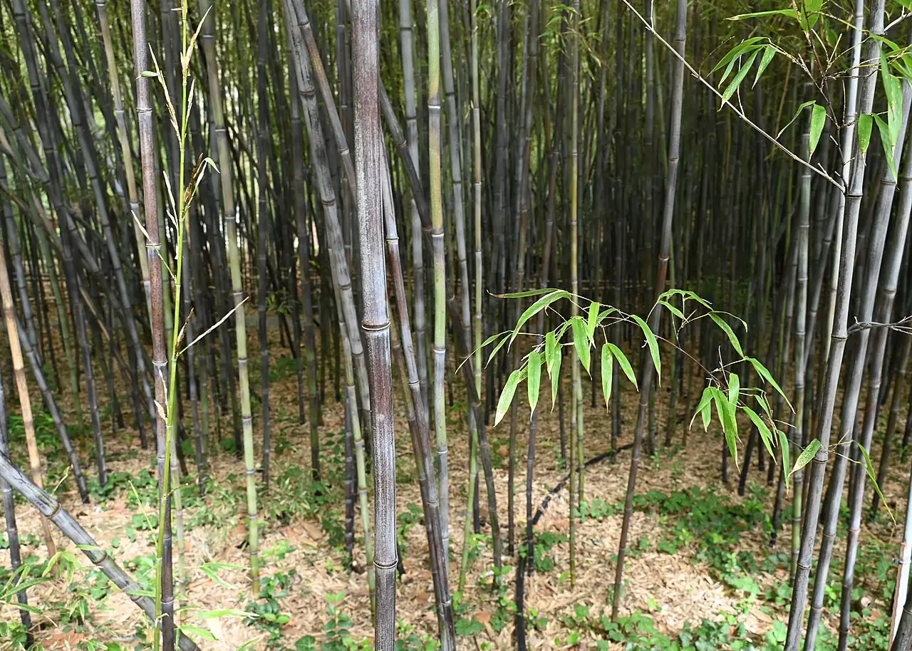 紫竹 (Phyllostachys nigra) — 更多视角