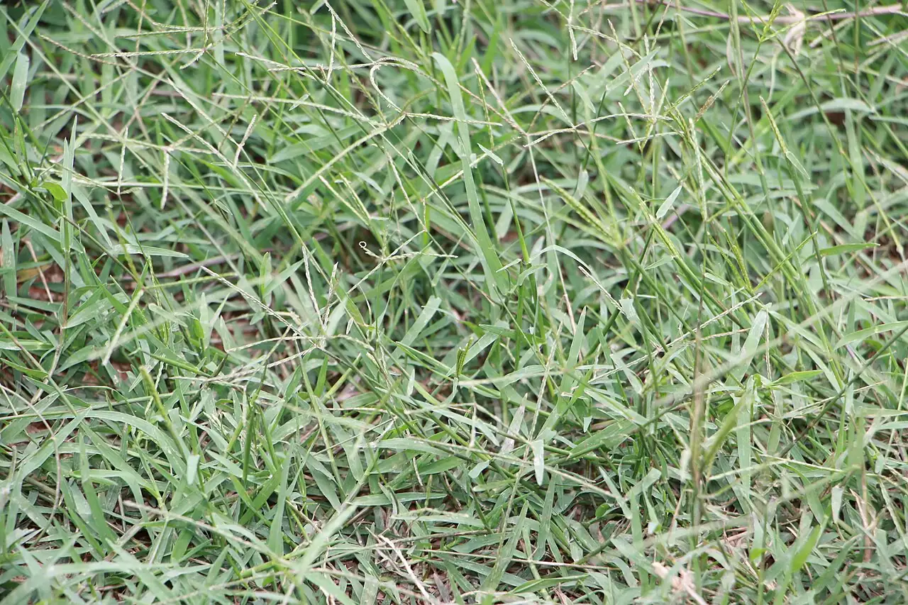 狗牙根 (Cynodon dactylon) — 更多视角