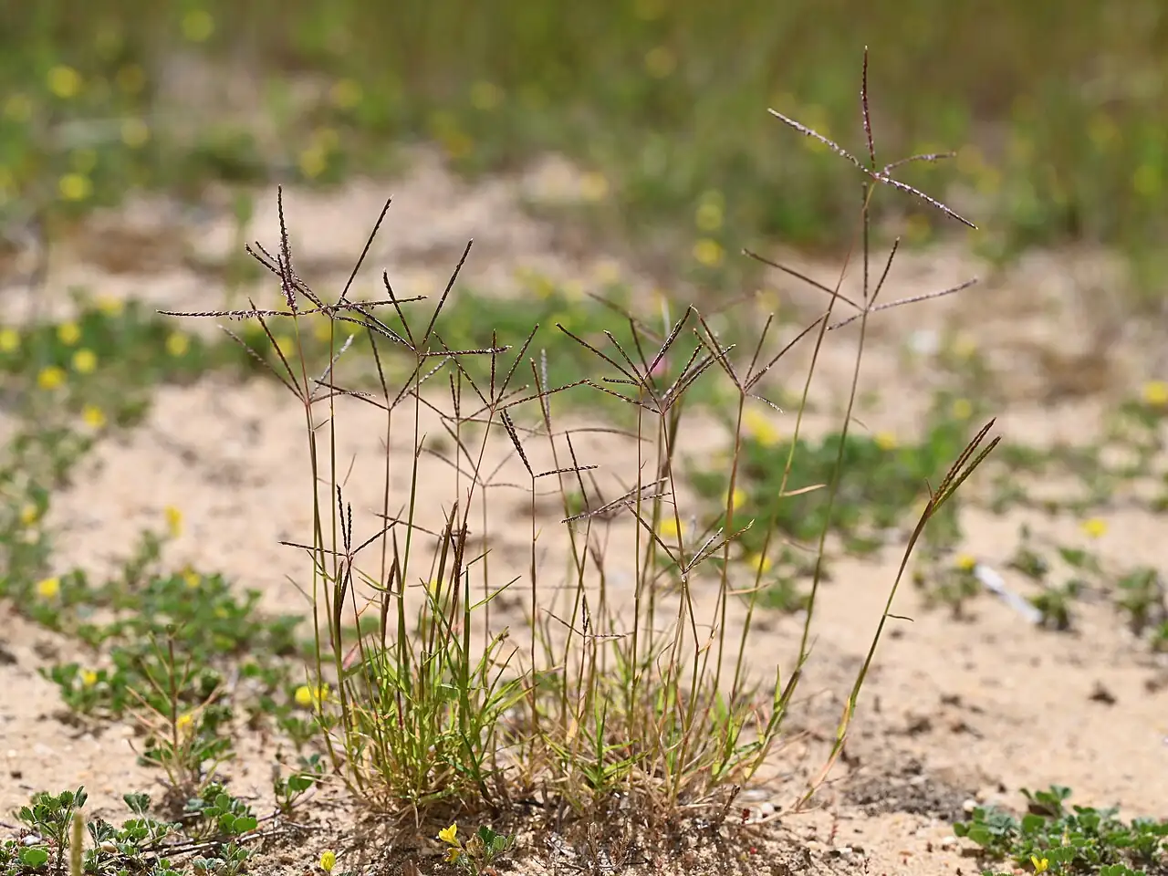 狗牙根 (Cynodon dactylon) — 环境展示