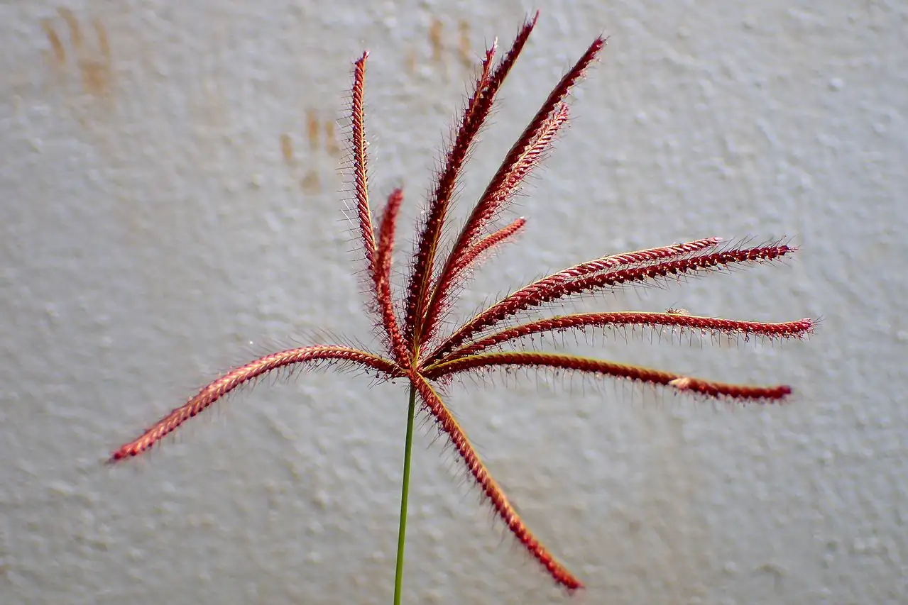 狗牙根 (Cynodon dactylon) — 特写