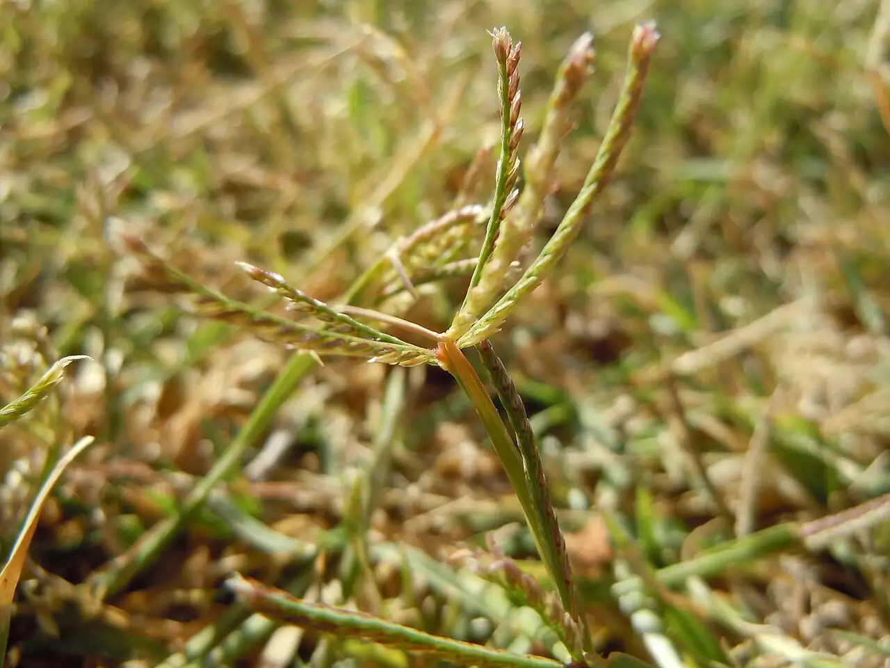 狗牙根 (Cynodon dactylon) — 更多视角