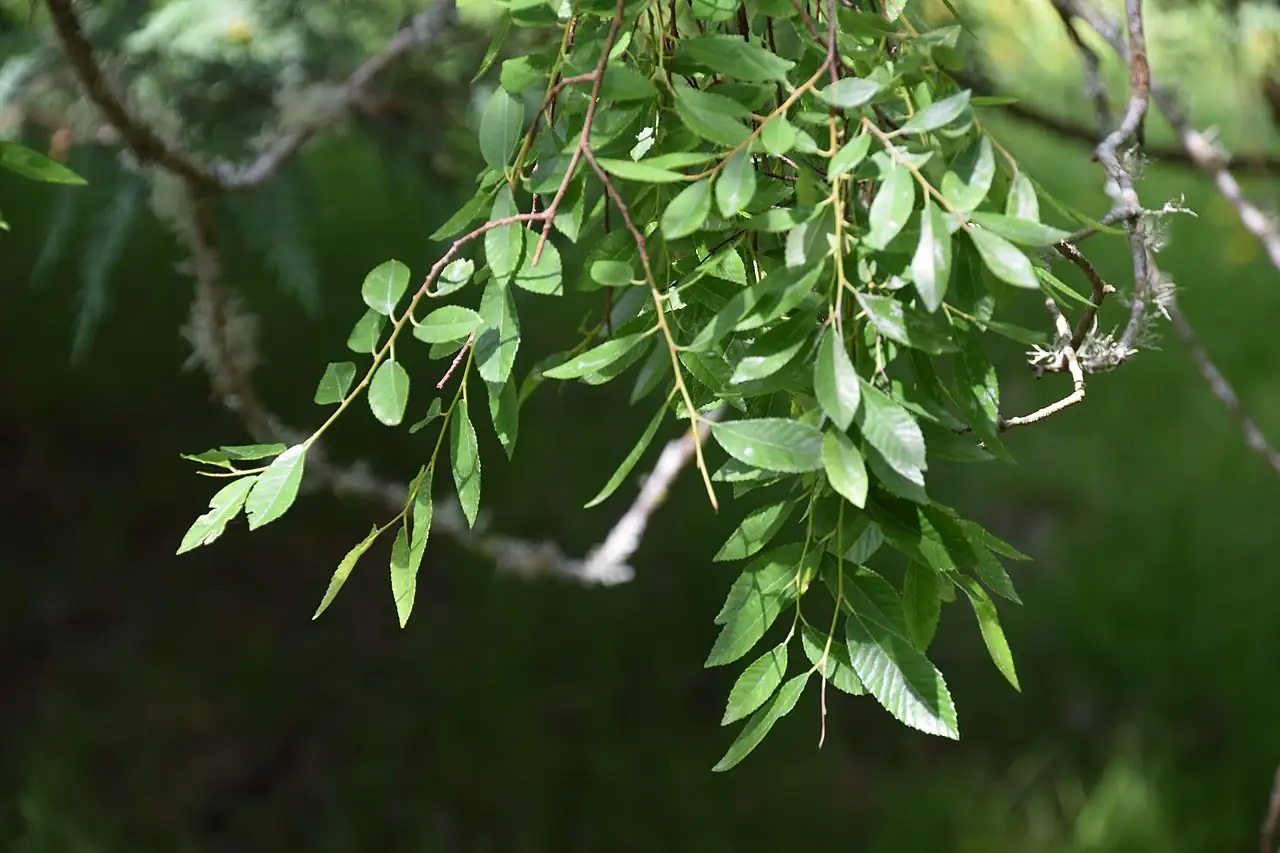 小叶榆 (Ulmus parvifolia) — 细节