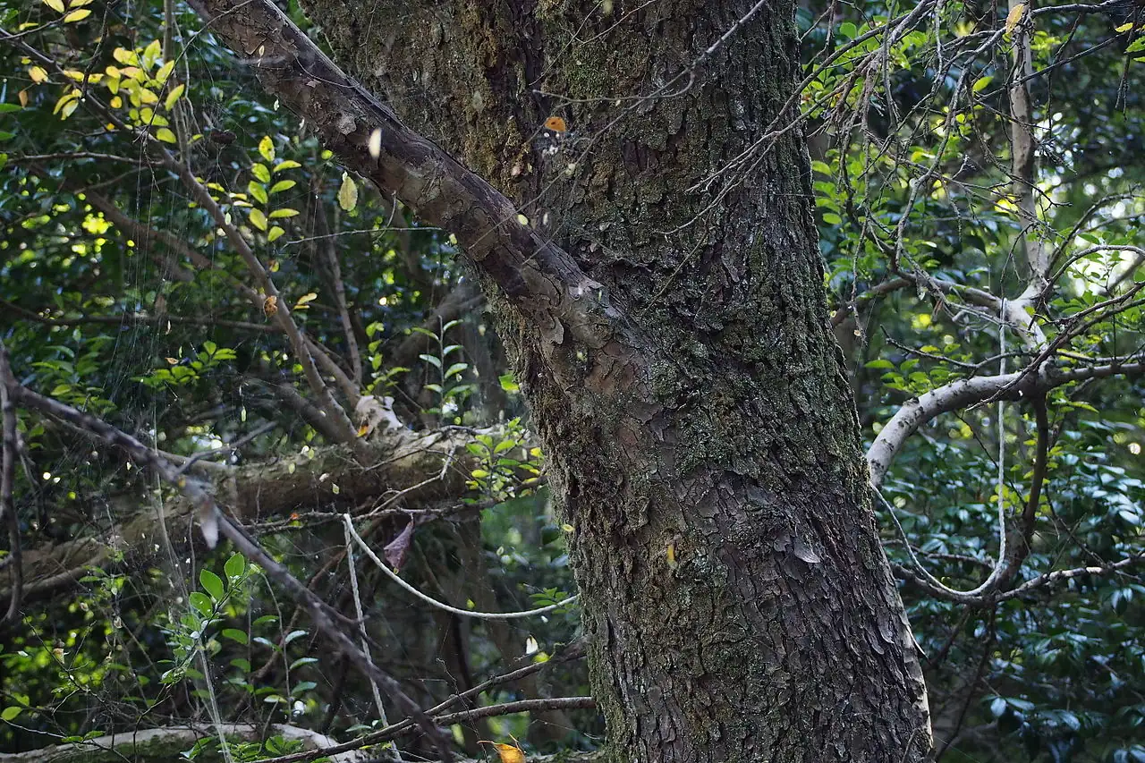 小叶榆 (Ulmus parvifolia) — 特写