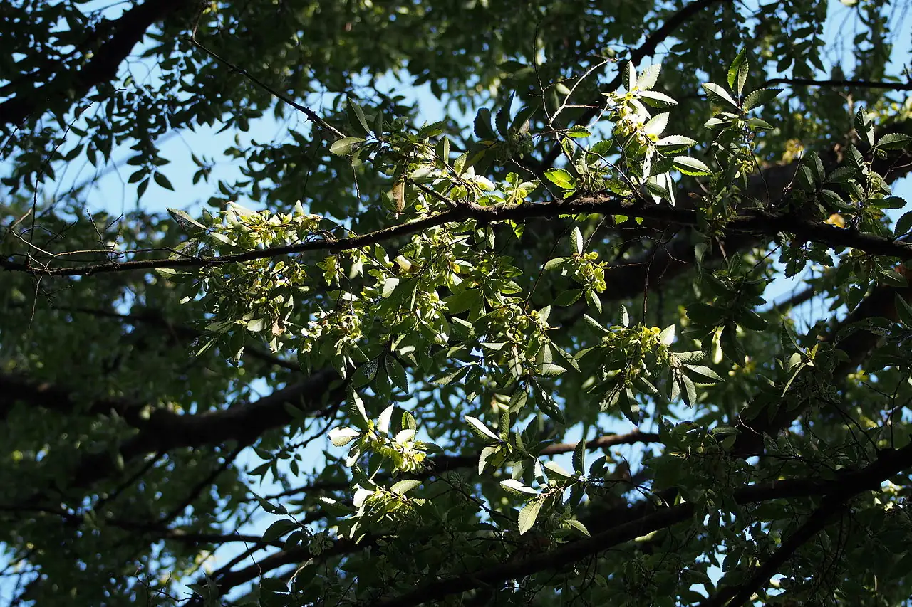 小叶榆 (Ulmus parvifolia) — 环境展示