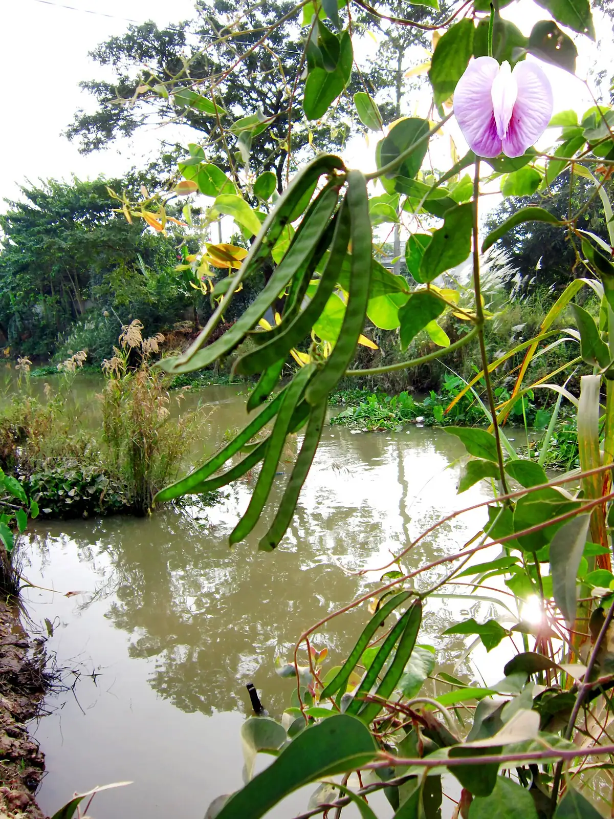 三裂叶野葛 (Pueraria phaseoloides) — 细节