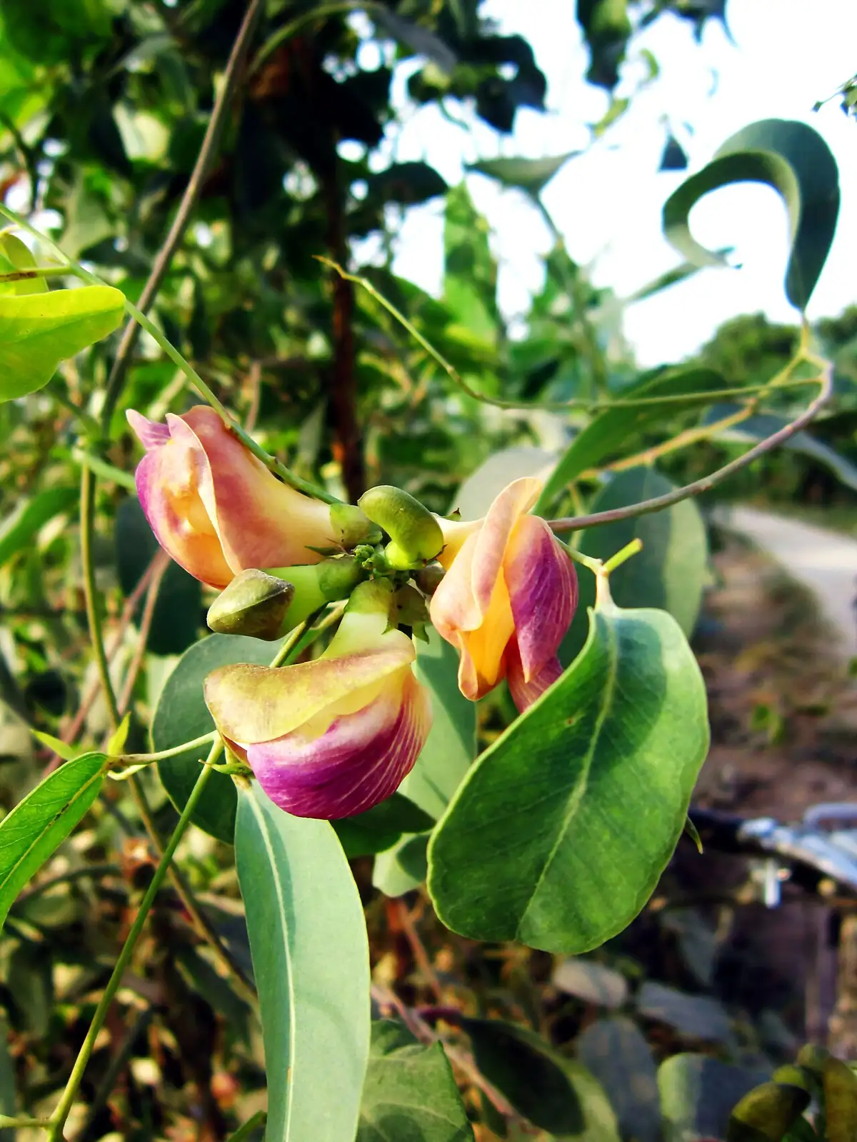 三裂叶野葛 (Pueraria phaseoloides) — 更多视角