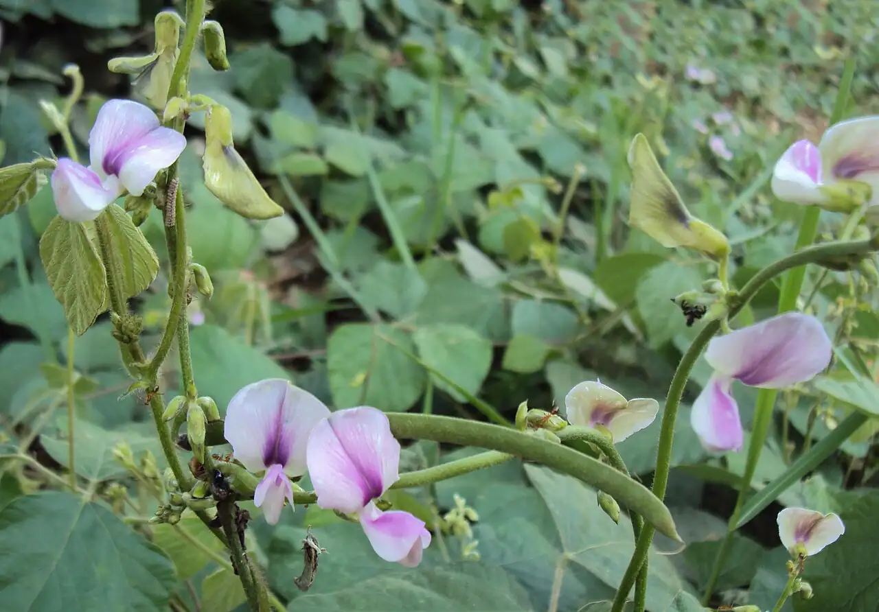 三裂叶野葛 (Pueraria phaseoloides) — 特写