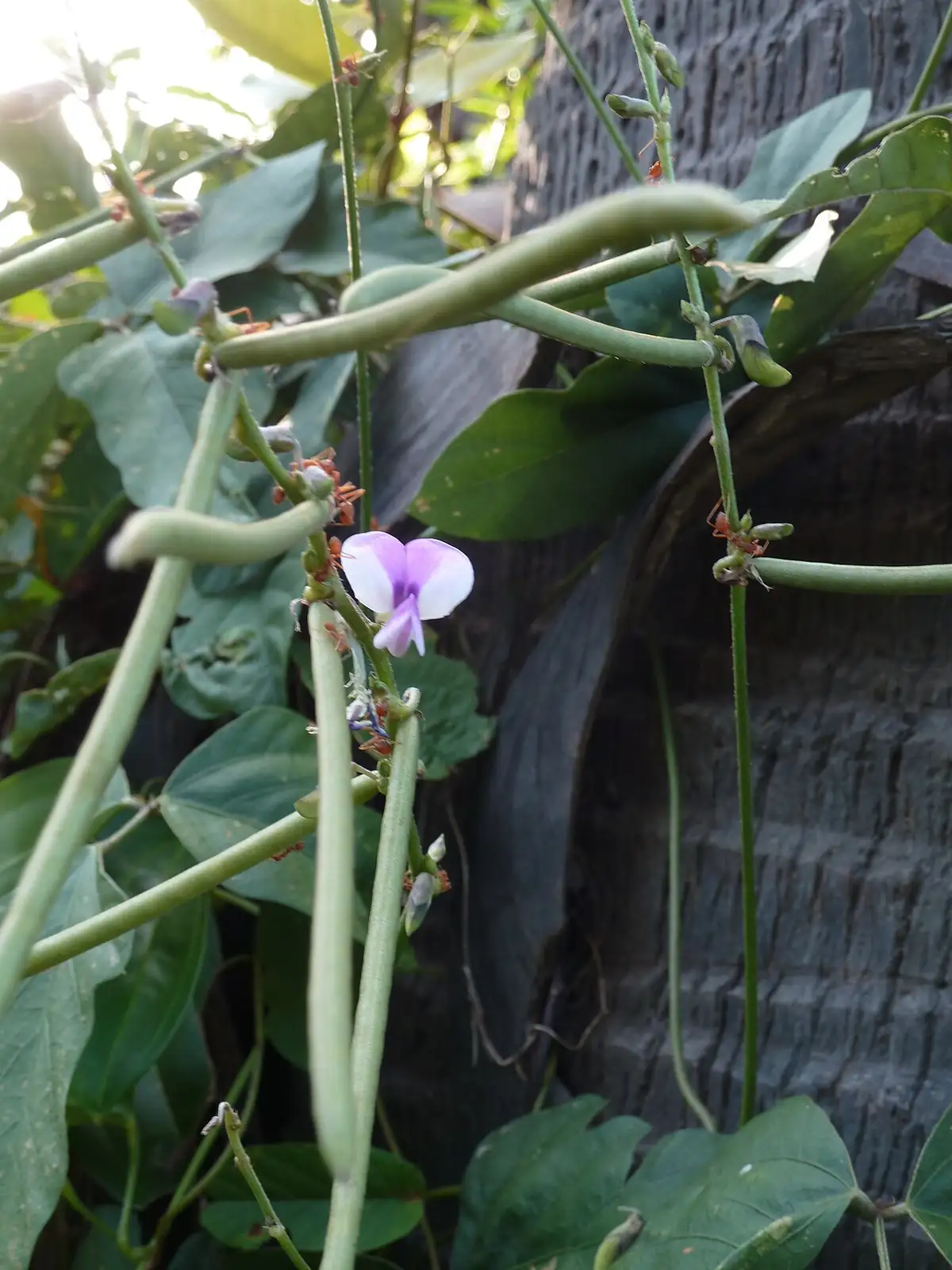 三裂叶野葛 (Pueraria phaseoloides) — 环境展示