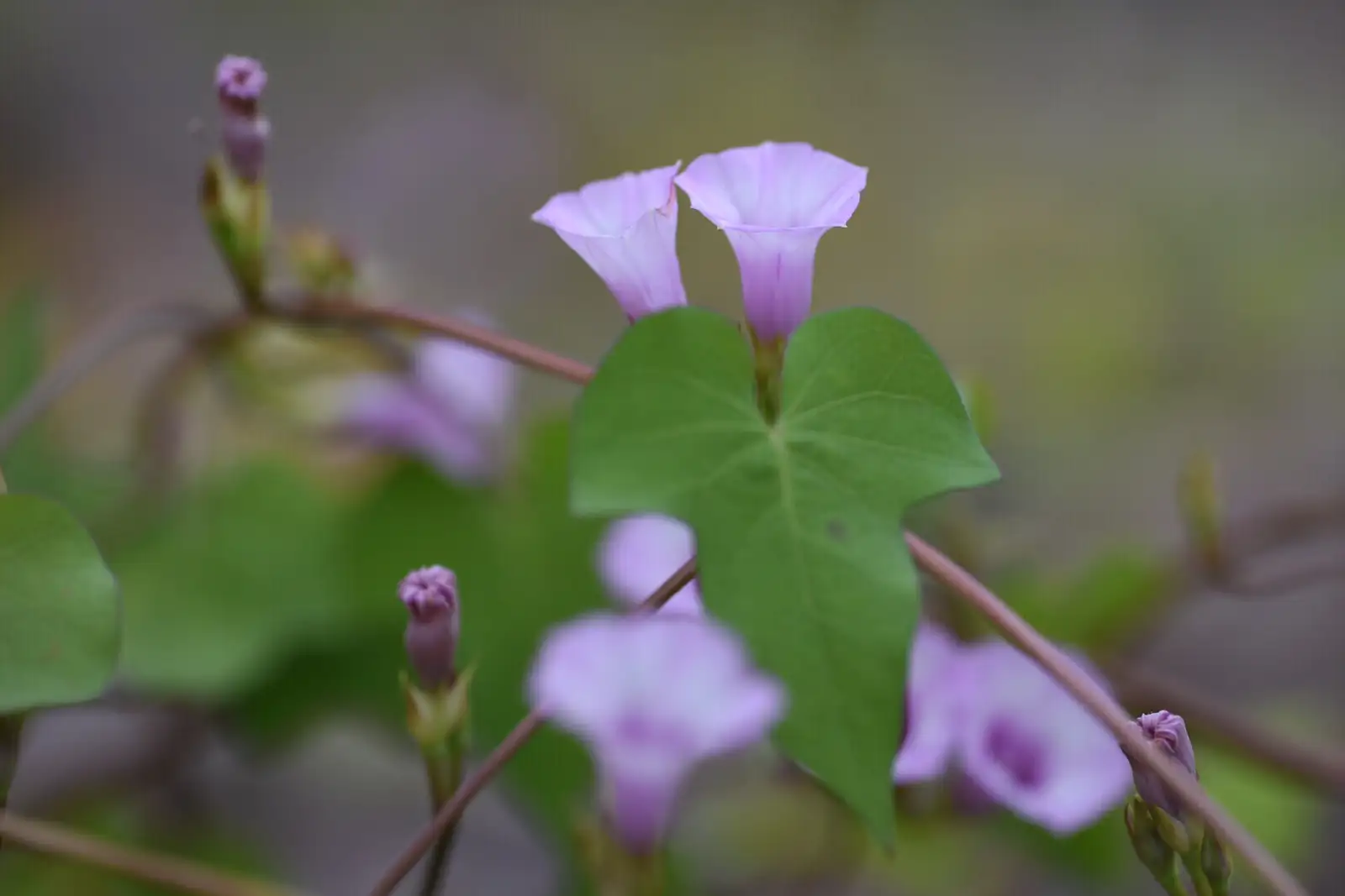 三裂叶野葛 (Pueraria phaseoloides) — 主图