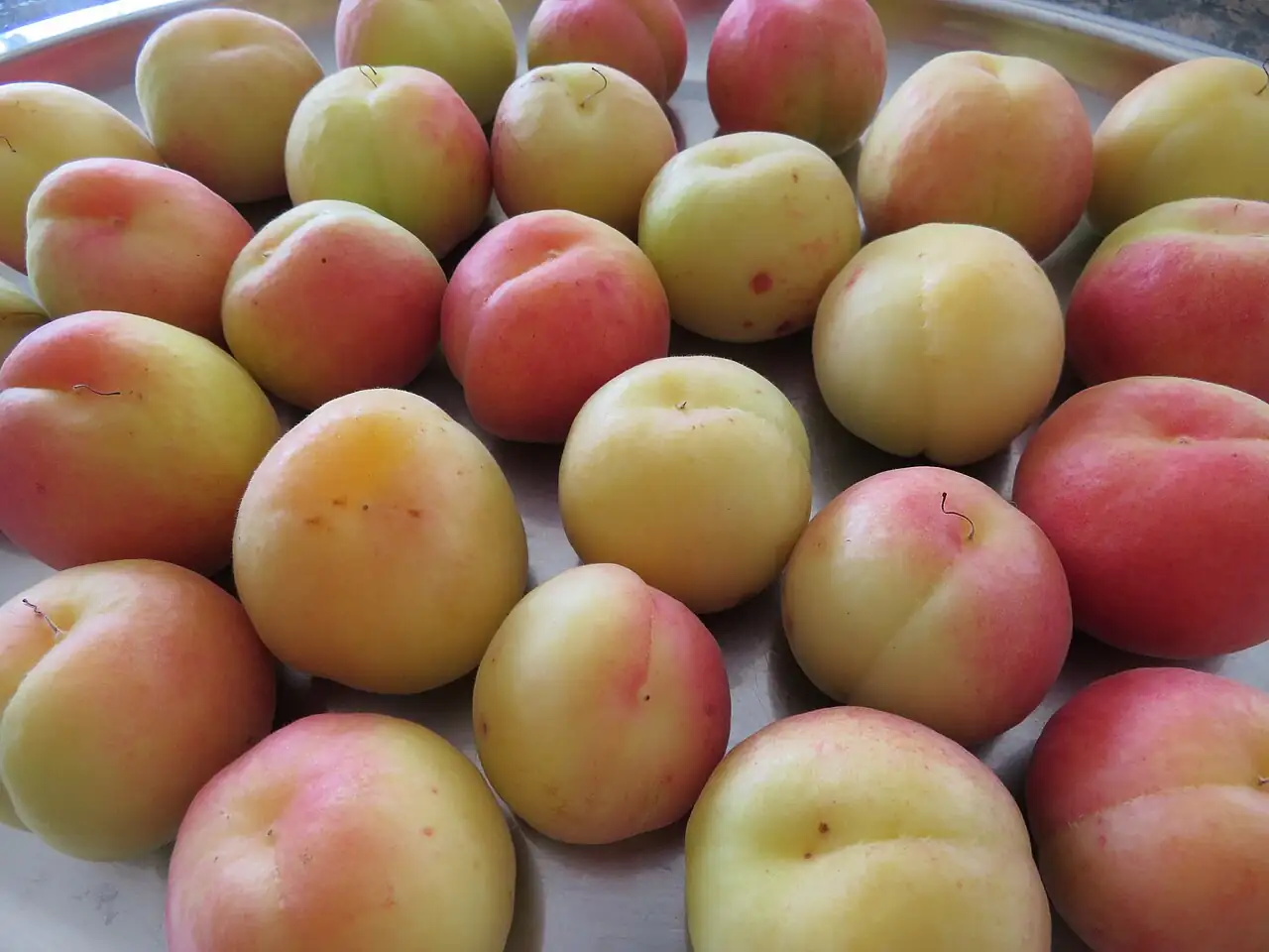 杏 (Prunus armeniaca) — 更多视角