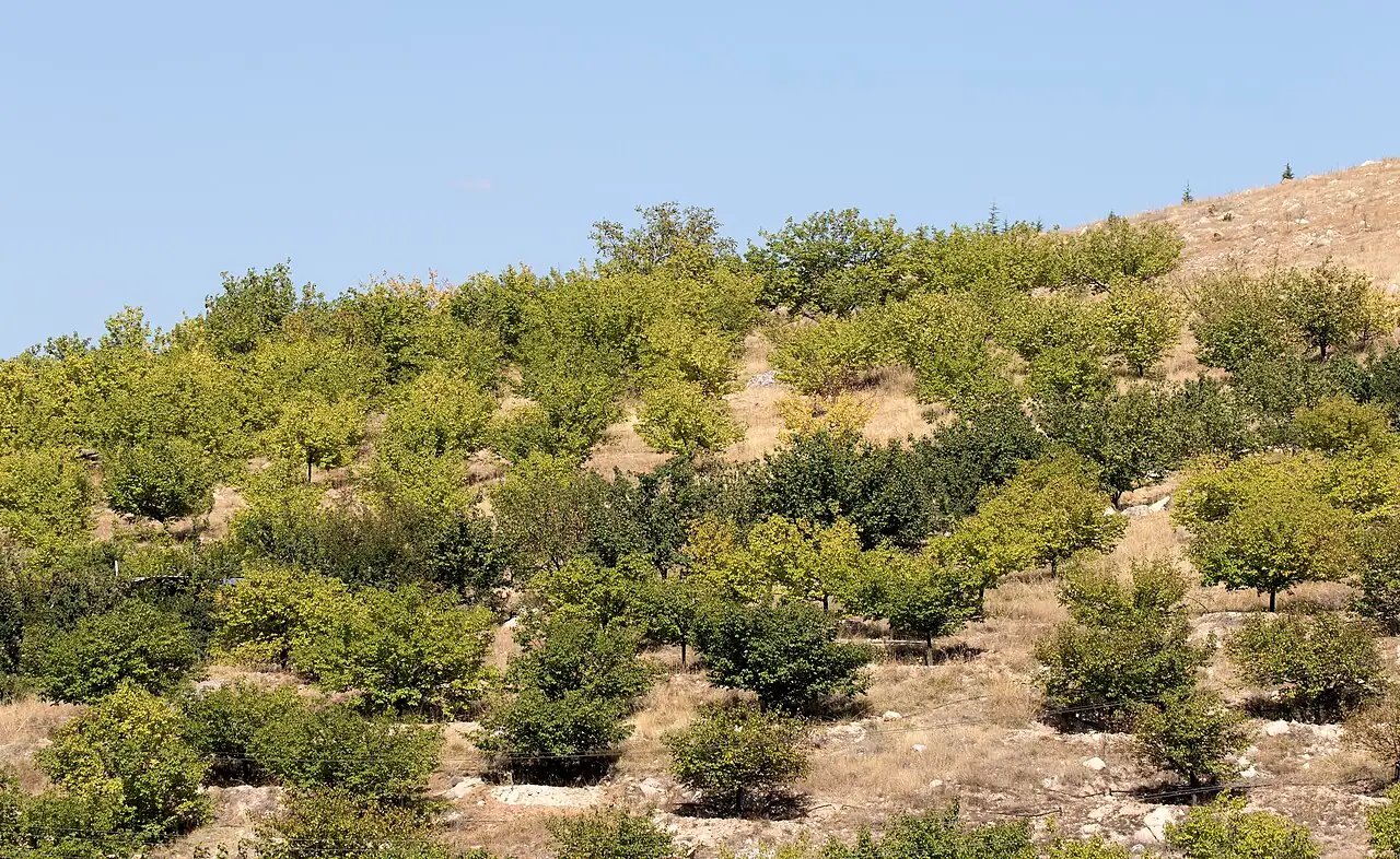 杏 (Prunus armeniaca) — 环境展示
