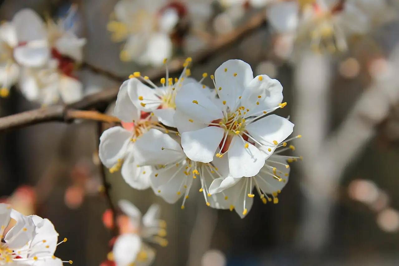 杏 (Prunus armeniaca) — 主图