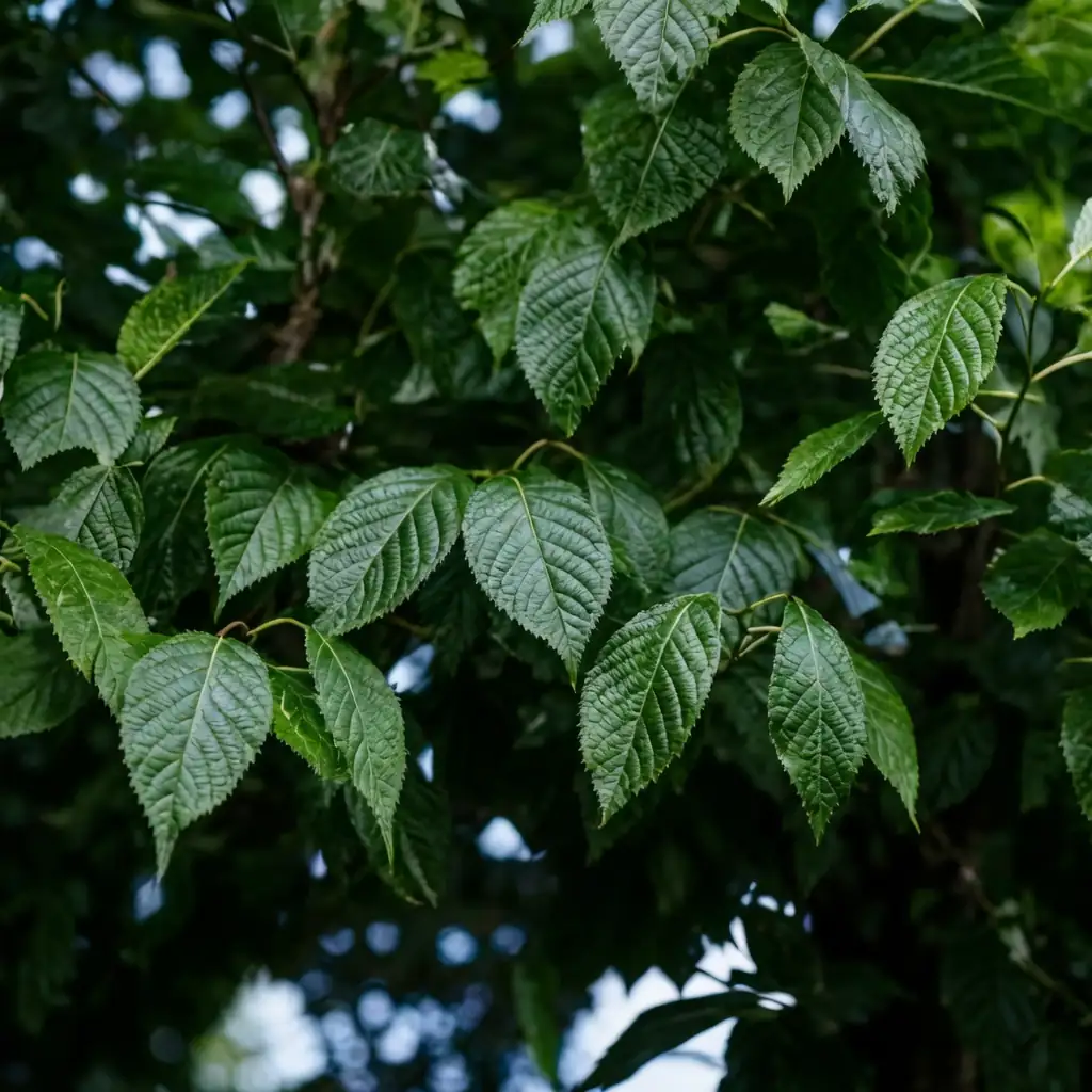 杜仲 (Eucommia ulmoides) — 特写