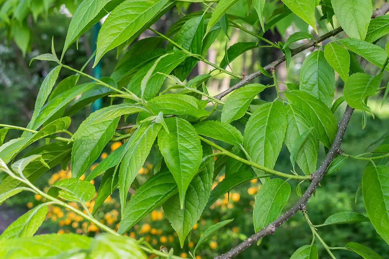 杜仲 (Eucommia ulmoides) — 更多视角