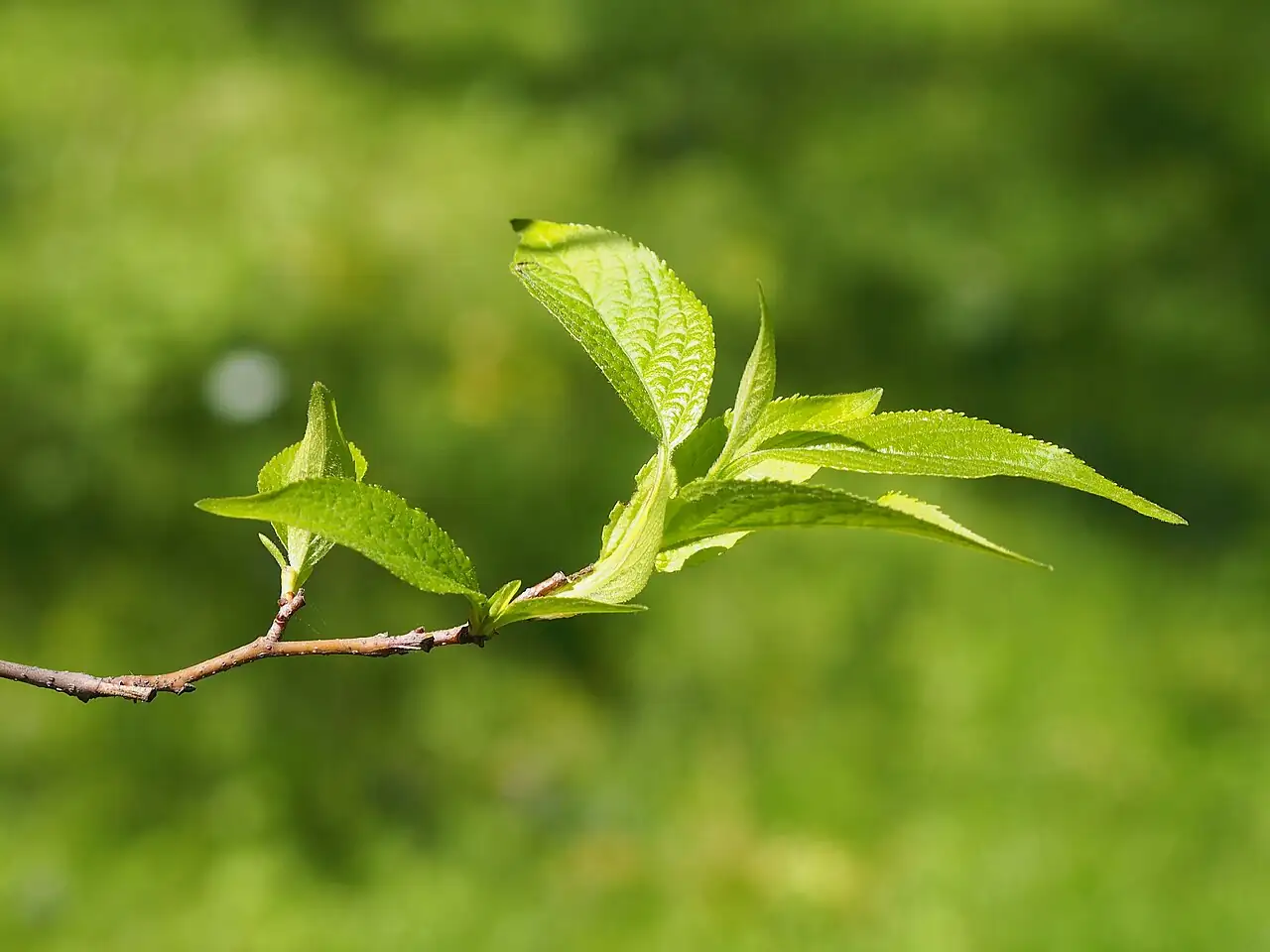 杜仲 (Eucommia ulmoides) — 更多视角