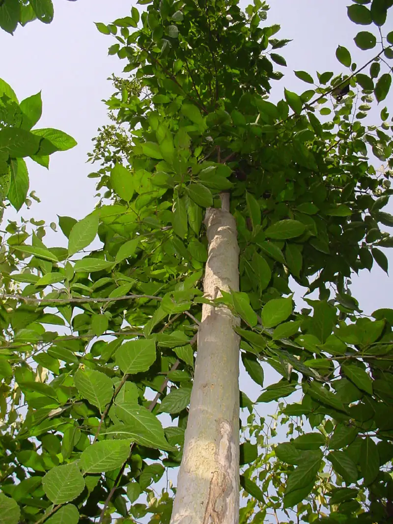 杜仲 (Eucommia ulmoides) — 细节