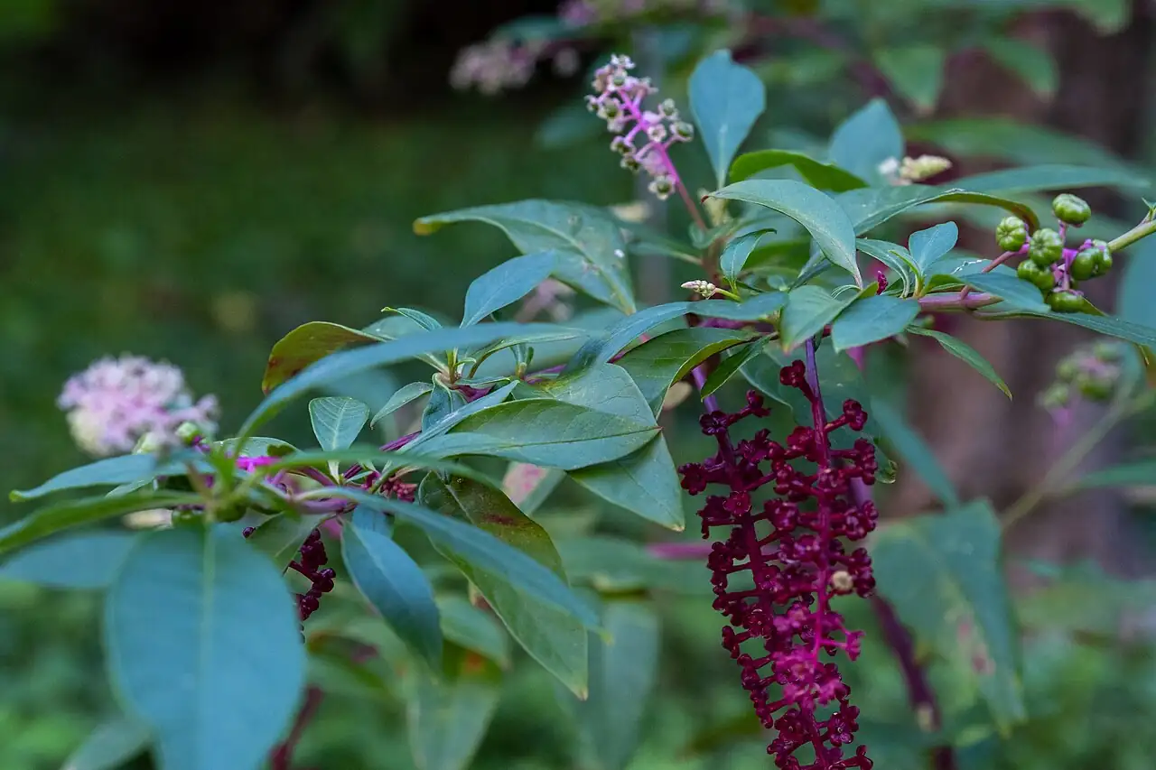 美洲商陆 (Phytolacca americana) — 细节