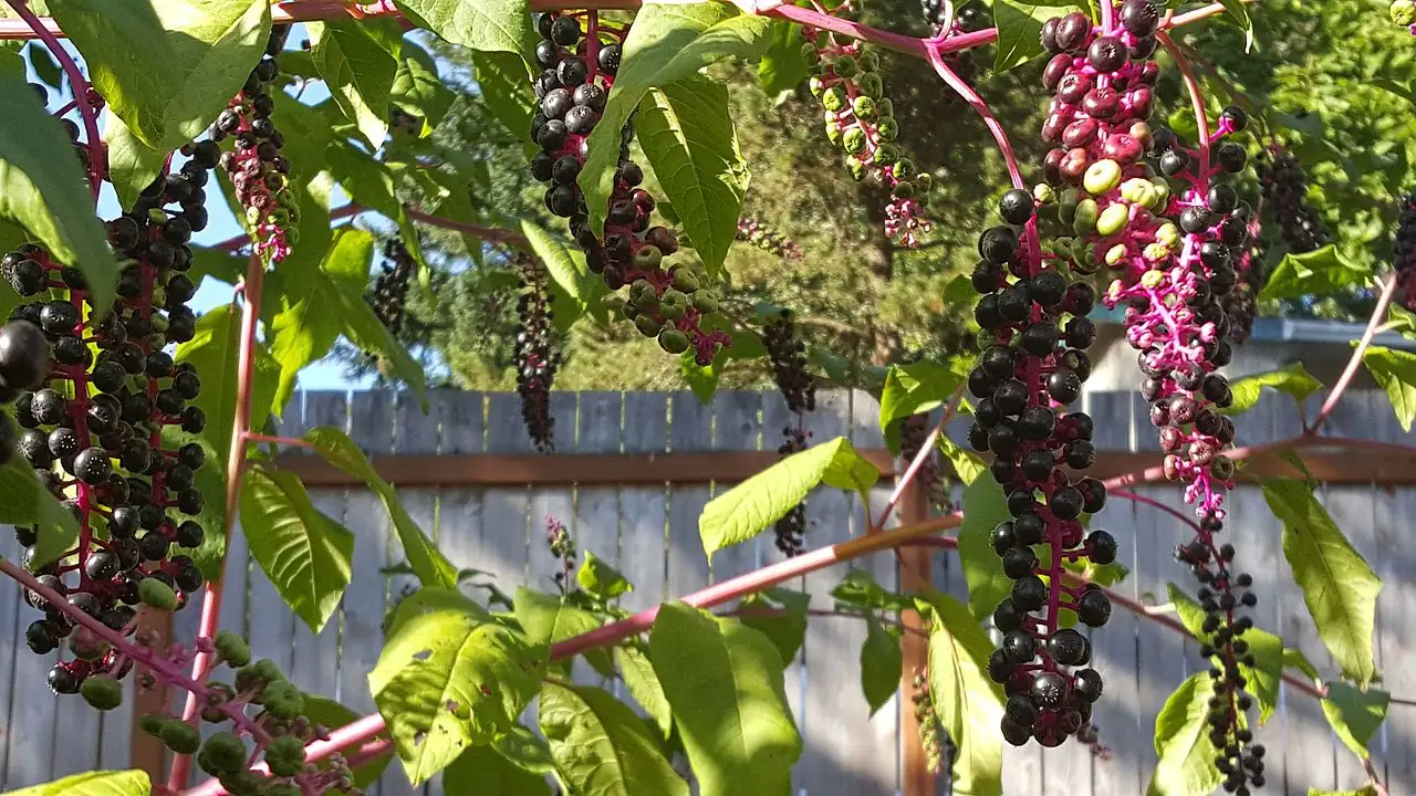美洲商陆 (Phytolacca americana) — 特写