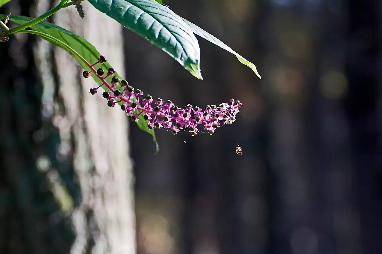 美洲商陆 (Phytolacca americana) — 环境展示