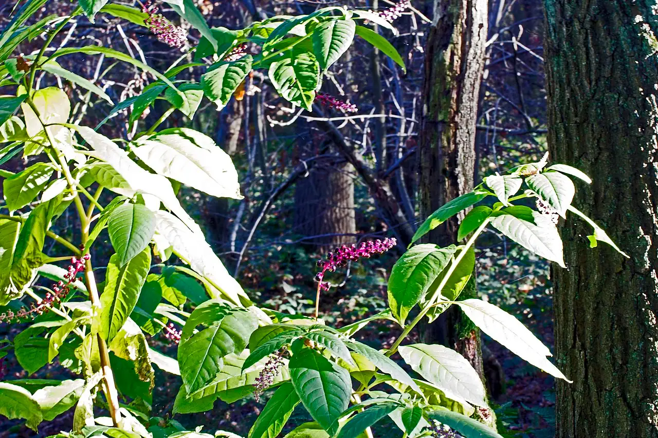 美洲商陆 (Phytolacca americana) — 更多视角