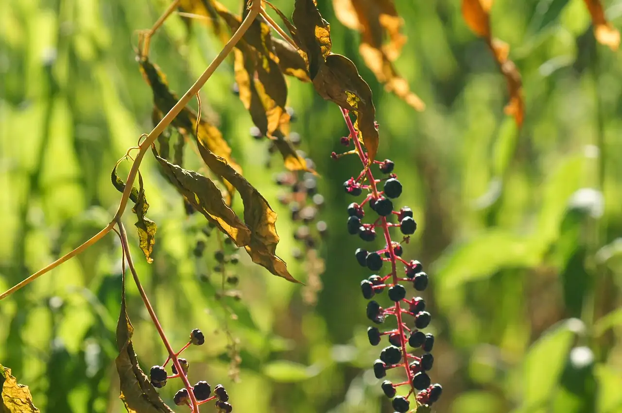 美洲商陆 (Phytolacca americana) — 更多视角