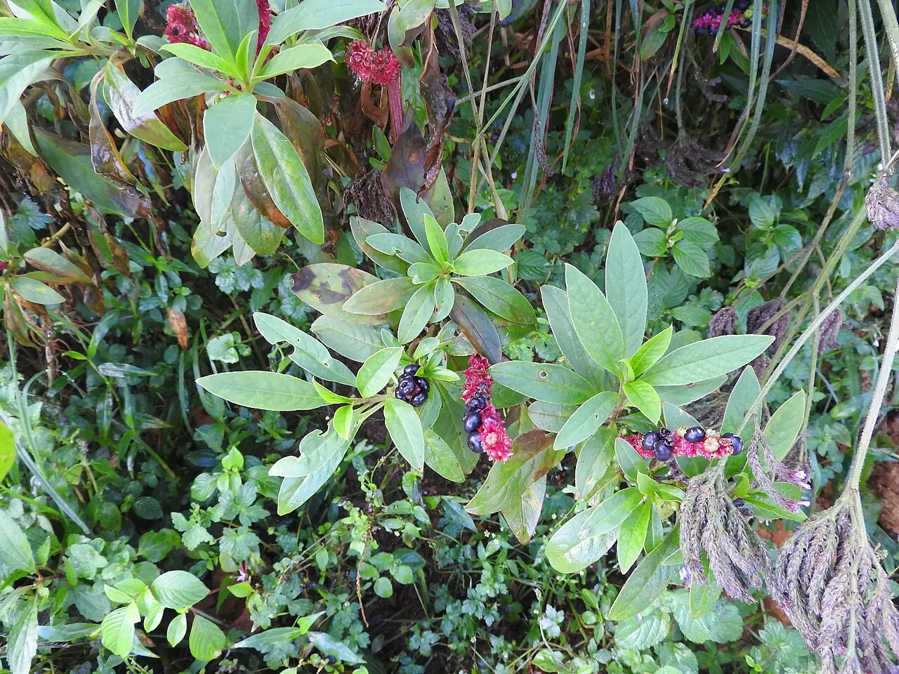 美洲商陆 (Phytolacca americana) — 更多视角