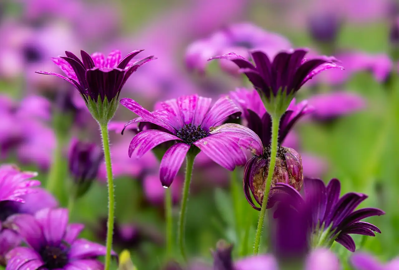 蓝目菊 (Dimorphotheca ecklonis) — 特写
