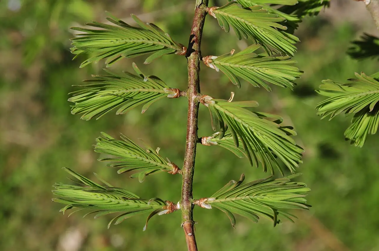 水杉 (Metasequoia glyptostroboides) — 环境展示