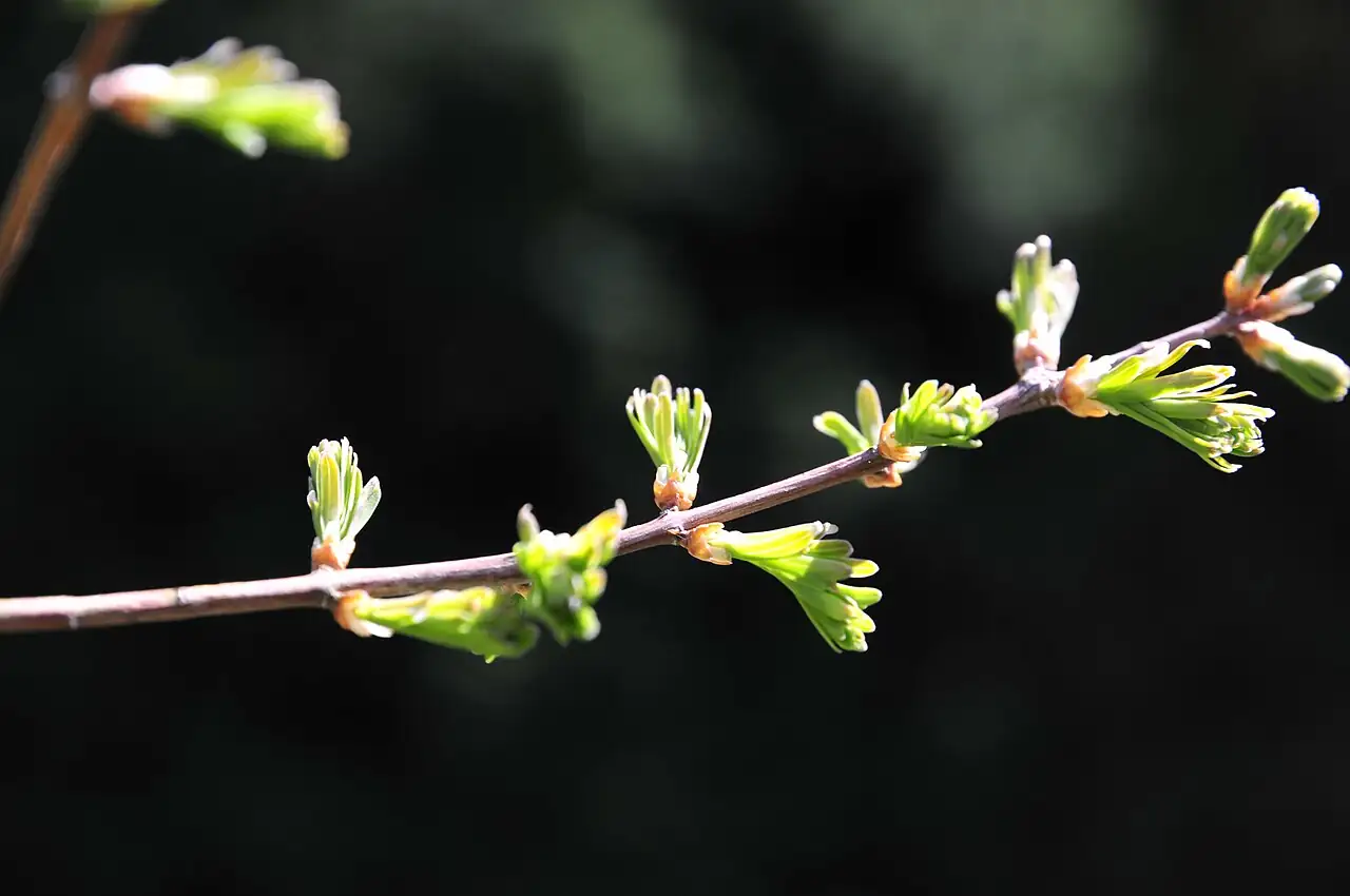 水杉 (Metasequoia glyptostroboides) — 更多视角