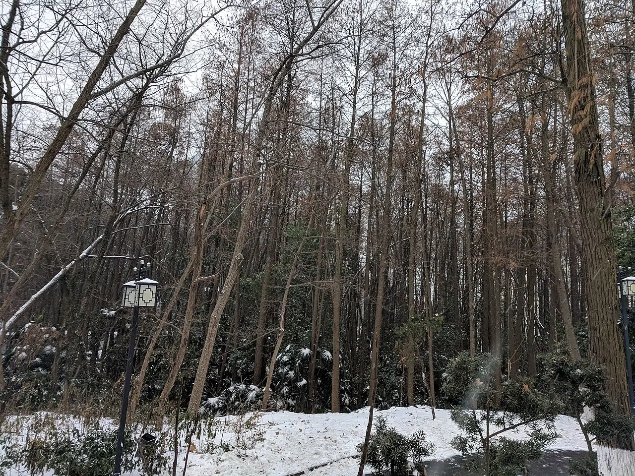 水杉 (Metasequoia glyptostroboides) — 更多视角