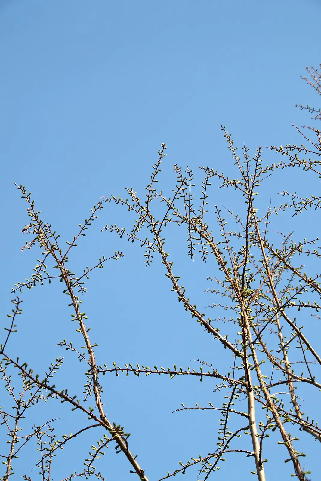 水杉 (Metasequoia glyptostroboides) — 更多视角