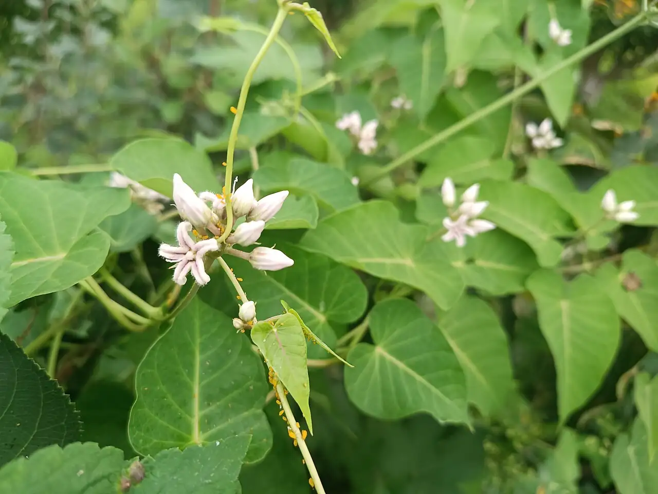 萝摩 (Metaplexis japonica) — 环境展示