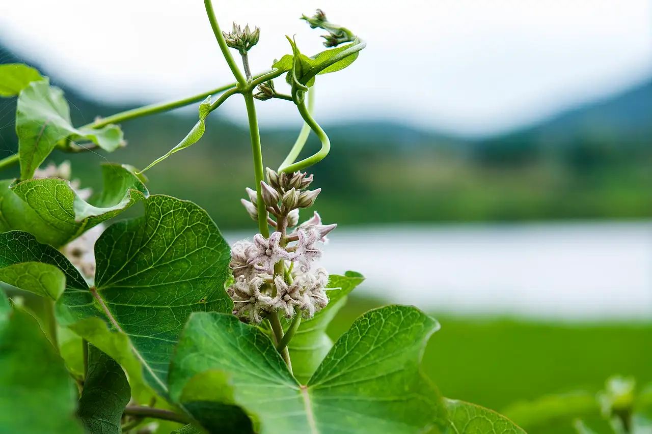萝摩 (Metaplexis japonica) — 更多视角