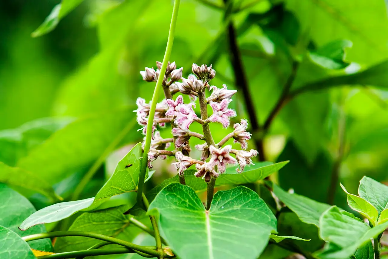 萝摩 (Metaplexis japonica) — 细节