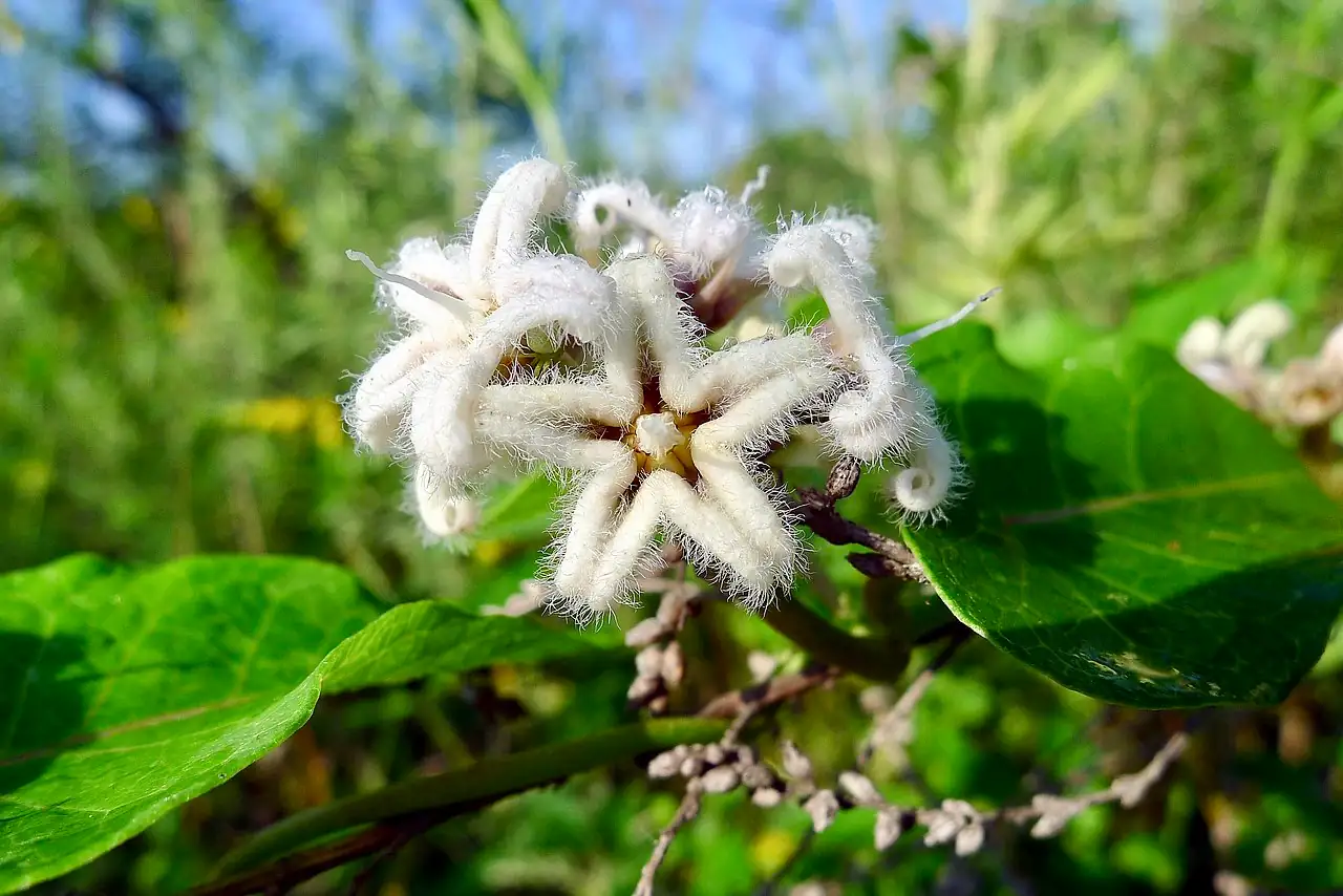 萝摩 (Metaplexis japonica) — 主图
